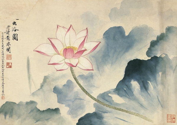 荷花圖片