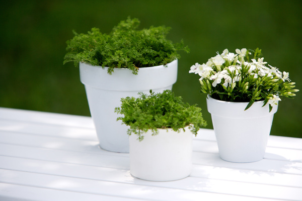 植物
