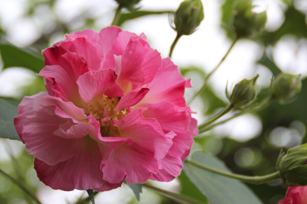 芙蓉花