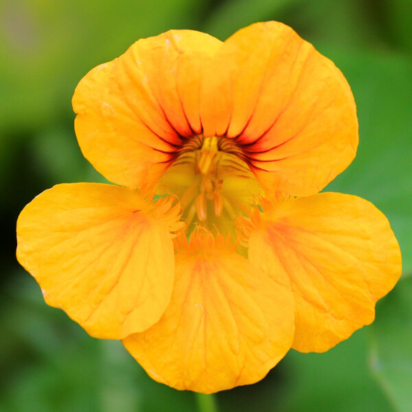 位圖植物攝影寫實(shí)花卉花朵數(shù)碼照片免費(fèi)素材