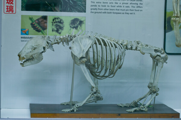 大熊猫骨架图片