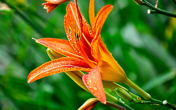 百合花圖片