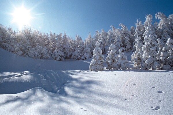 冬天雪景雪景大雪