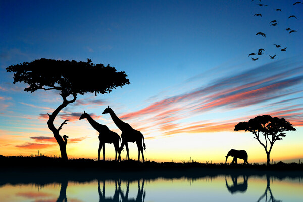 傍晚非洲草原风景图片