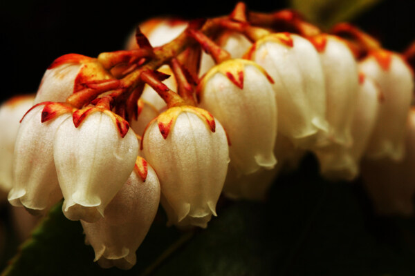 位圖植物攝影寫(xiě)實(shí)花卉花朵野花免費(fèi)素材