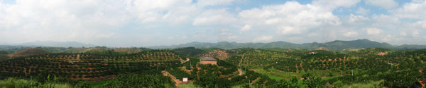 果園景觀圖片