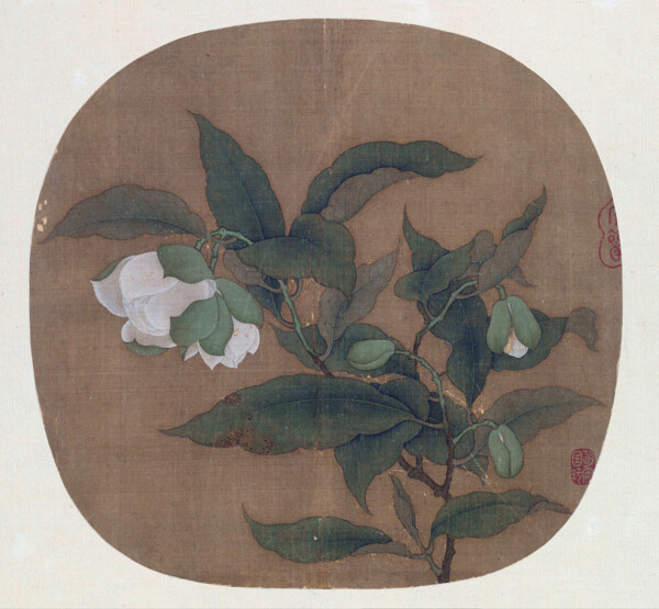 夜合花圖頁圖片