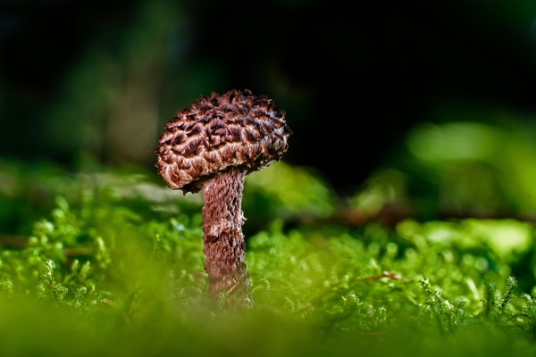 森林蘑菇秋季管蘑菇