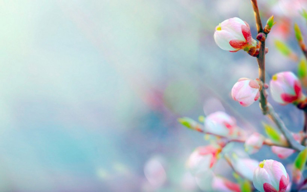 位圖寫實(shí)花卉植物花朵梅花免費(fèi)素材