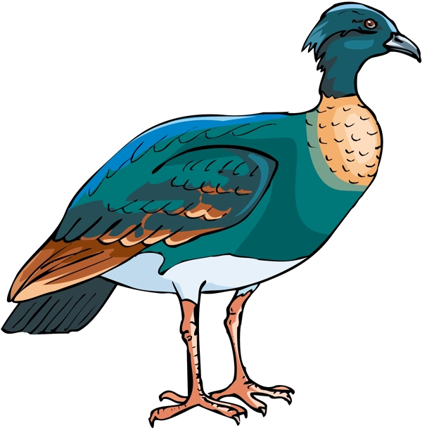 各種鳥類鳥動(dòng)物矢量素材EPS格式0309
