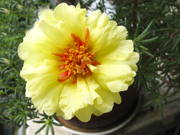 太陽花