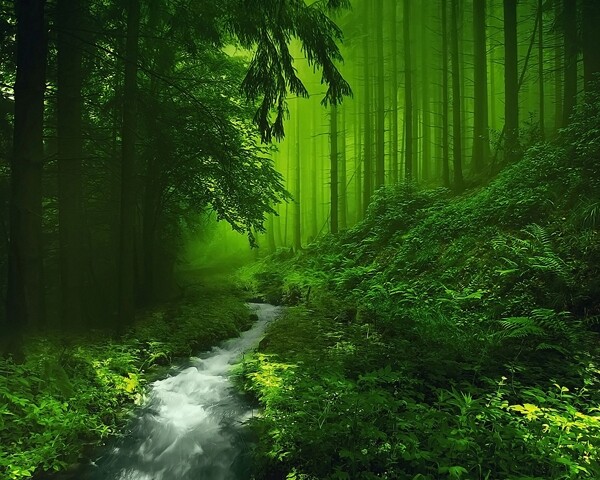 林中小溪图片