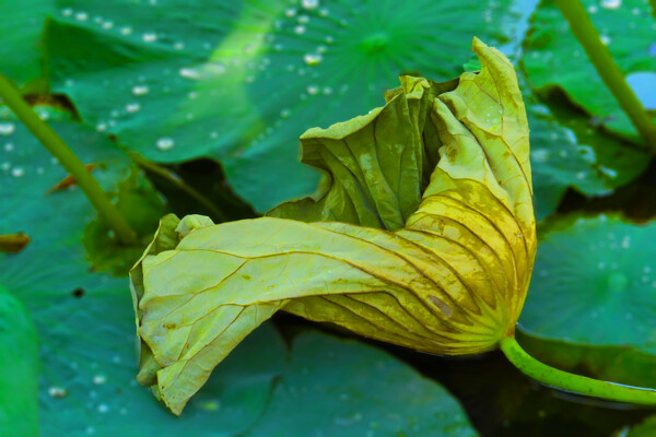 風(fēng)雨后的荷花
