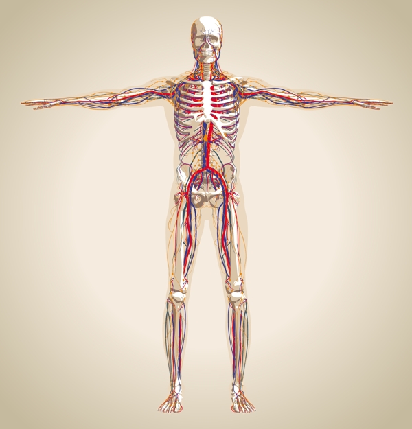 人体结构解剖