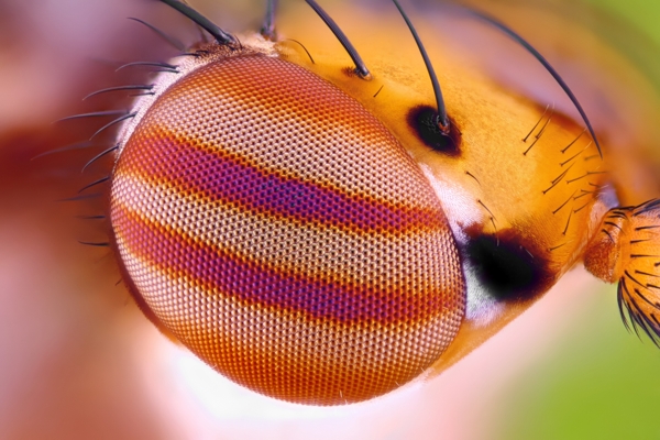 漂亮的蜜蜂眼睛微距