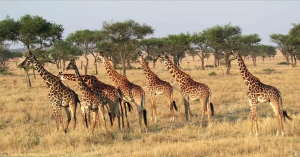 非洲大草原野生动物