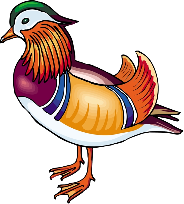 各種鳥類鳥動物矢量素材EPS格式0644