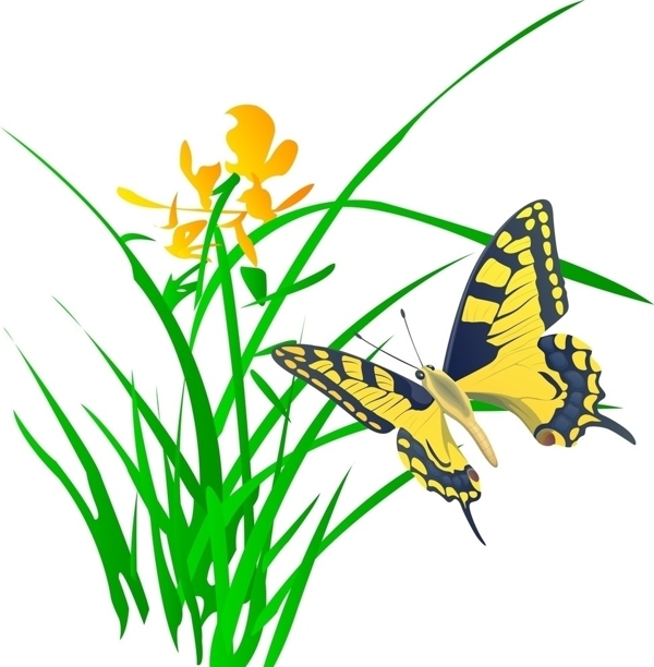 蝴蝶花圖片