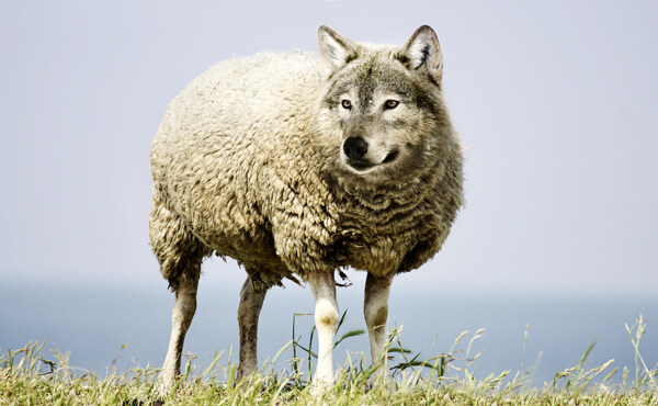 披着羊皮的狼