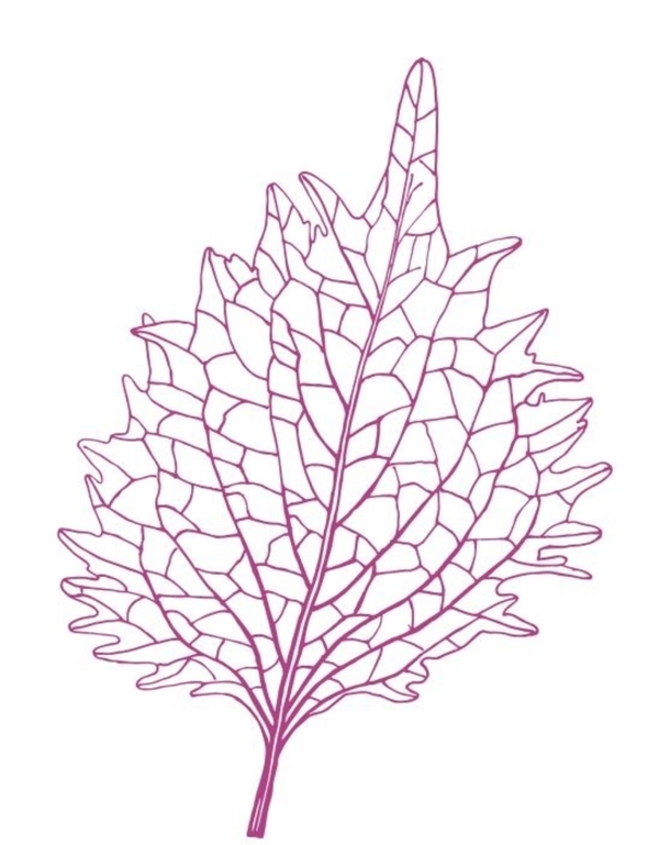 紫苏叶矢量图