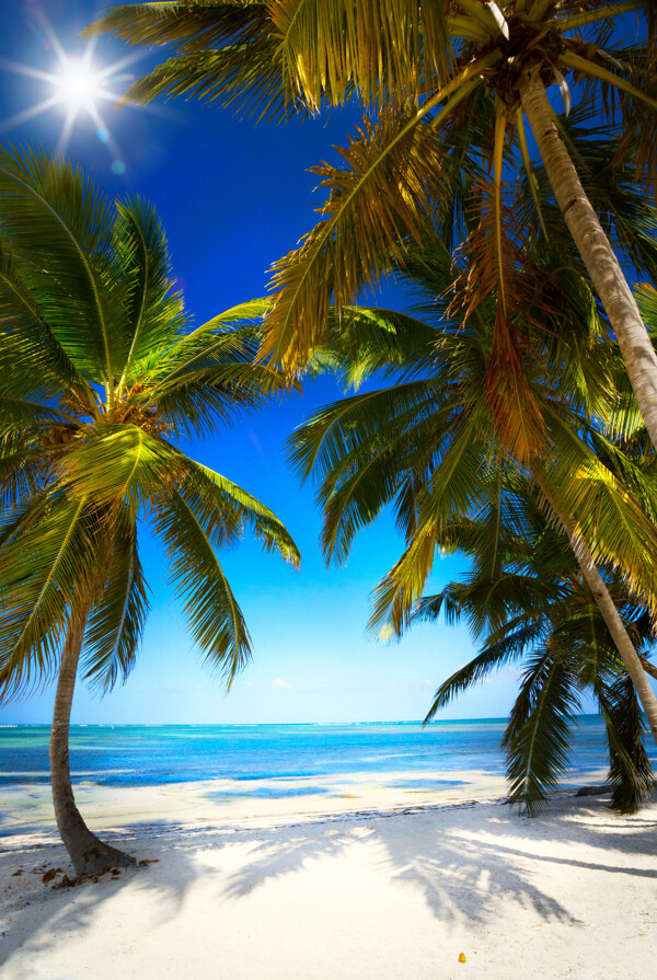 沙滩上的椰子树摄影图片