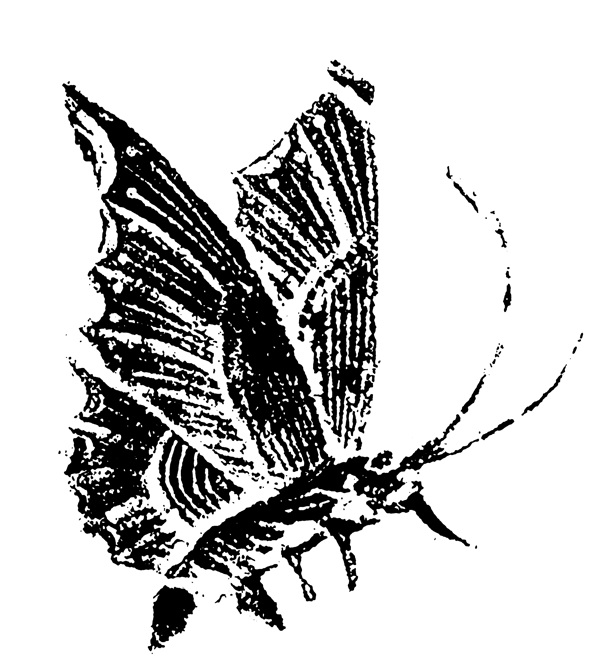 清代花鳥圖案中國(guó)傳統(tǒng)圖案0049