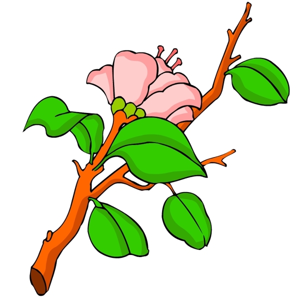 花卉古典插畫(huà)