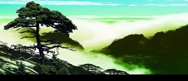 迎客松圖片