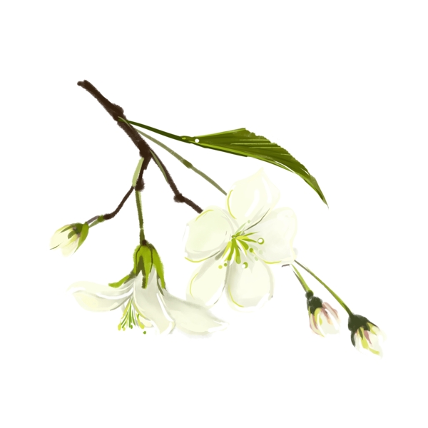 白色春天春季梨花花朵花枝绿叶手绘文艺花苞