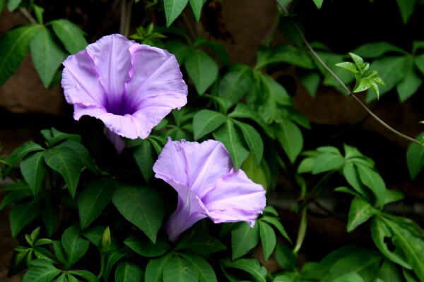 美丽的紫色喇叭花图片