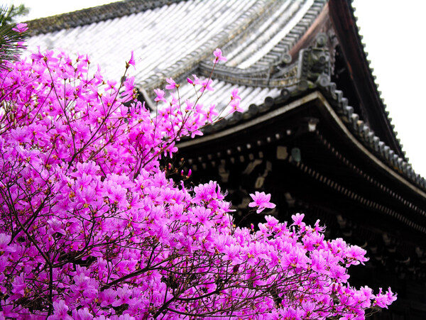櫻花