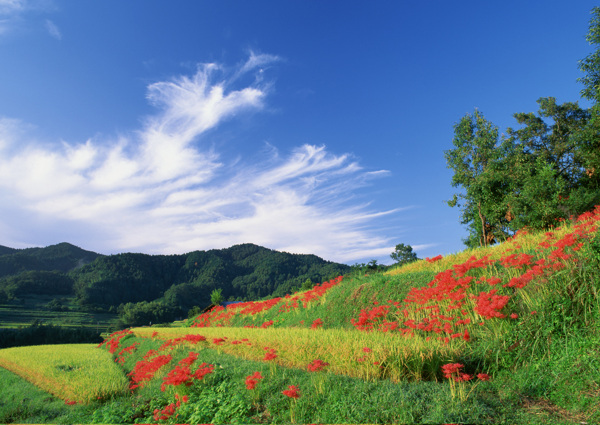 美麗田園風景圖片
