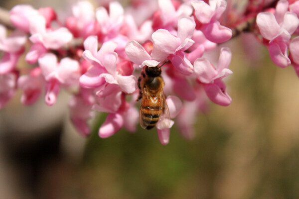 高清鲜花蜜蜂图片