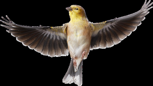 展翅飞翔的小鸟图片免抠png透明图层素材