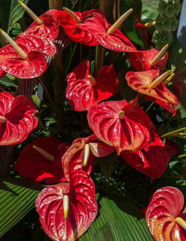 红掌花朵摄影图片