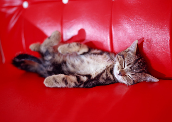 红色沙发上睡觉的小猫图片