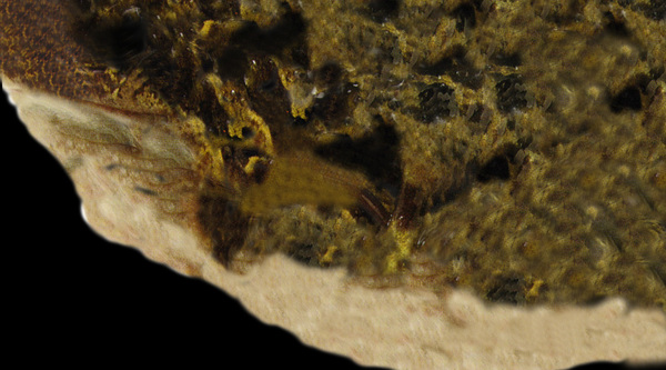動(dòng)物魚類3d模型動(dòng)植物模型免費(fèi)下載動(dòng)植物3d模型48