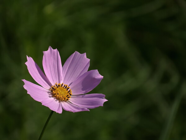 美麗格桑花圖片