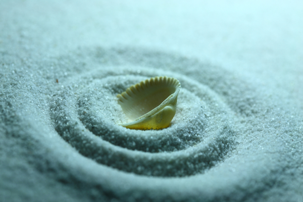 埋里的沙子里的贝壳图片
