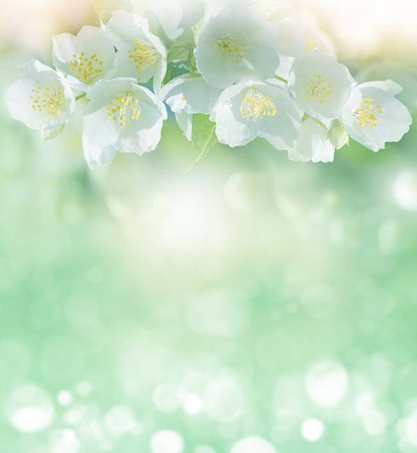 鮮花背景