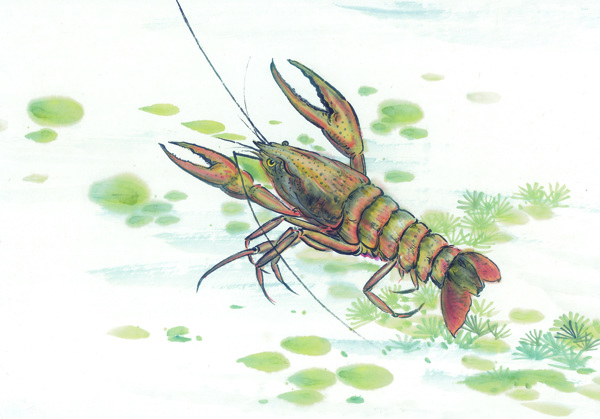 古圖繪畫(huà)動(dòng)物魚(yú)類(lèi)生物