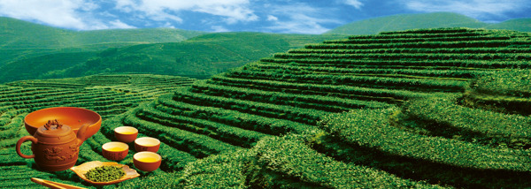 茶園風(fēng)光圖片