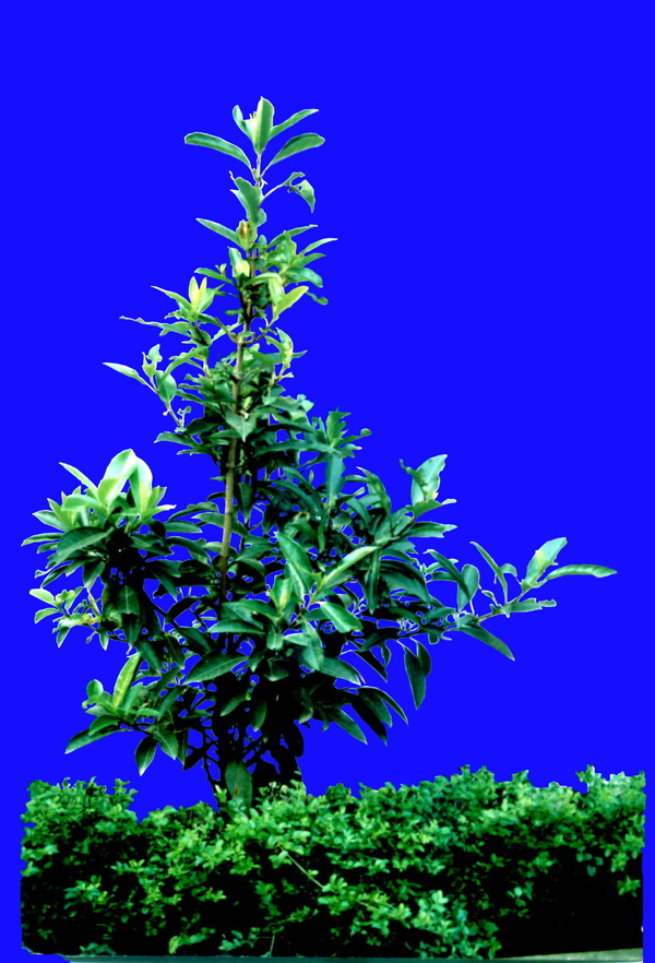 植物貼圖素材JPG0644