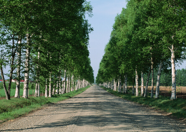 公路樹木風(fēng)景圖片