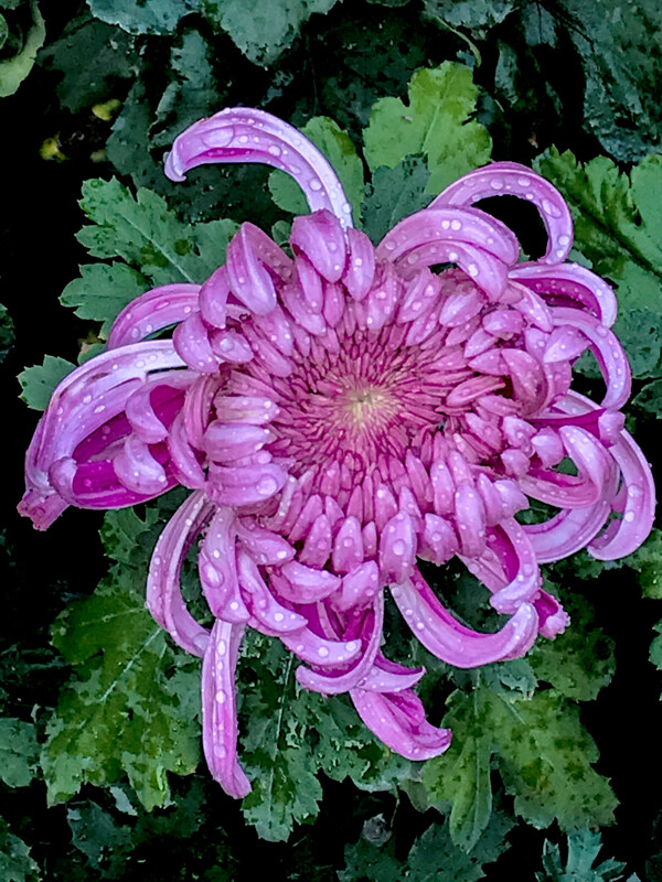 菊花