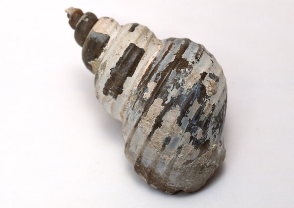 海螺贝壳化石