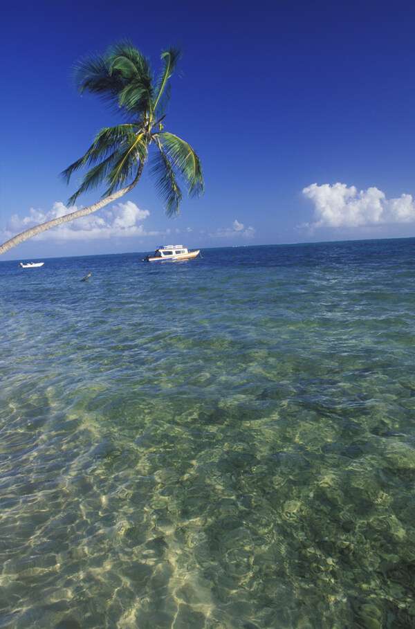 清澈透明的加勒比海岸图片图片