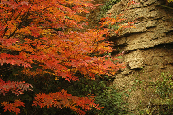 松山秋景红叶图片