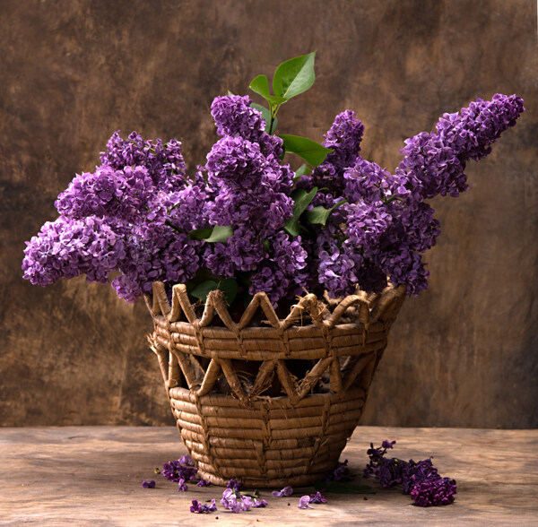美丽紫丁香花