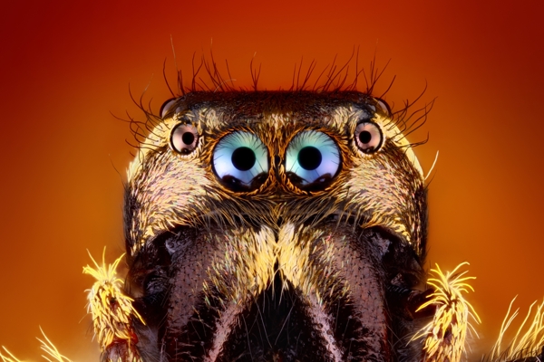 昆虫类眼睛微距图片